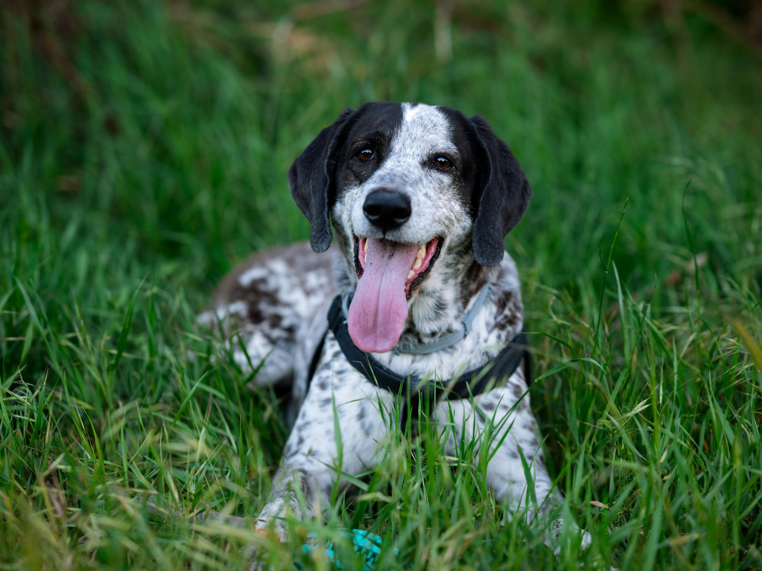 Dog lying down in grass