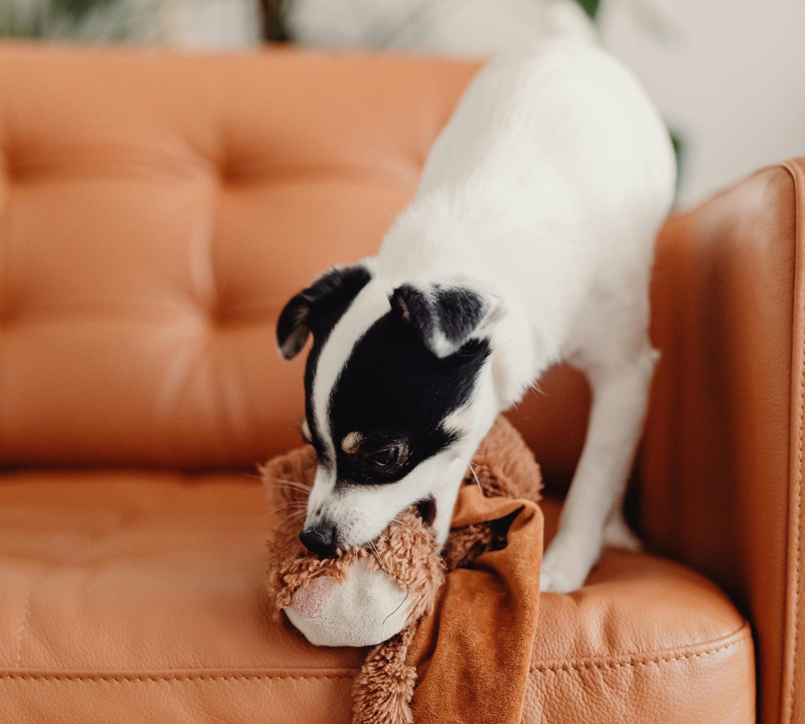 dog playing with toy