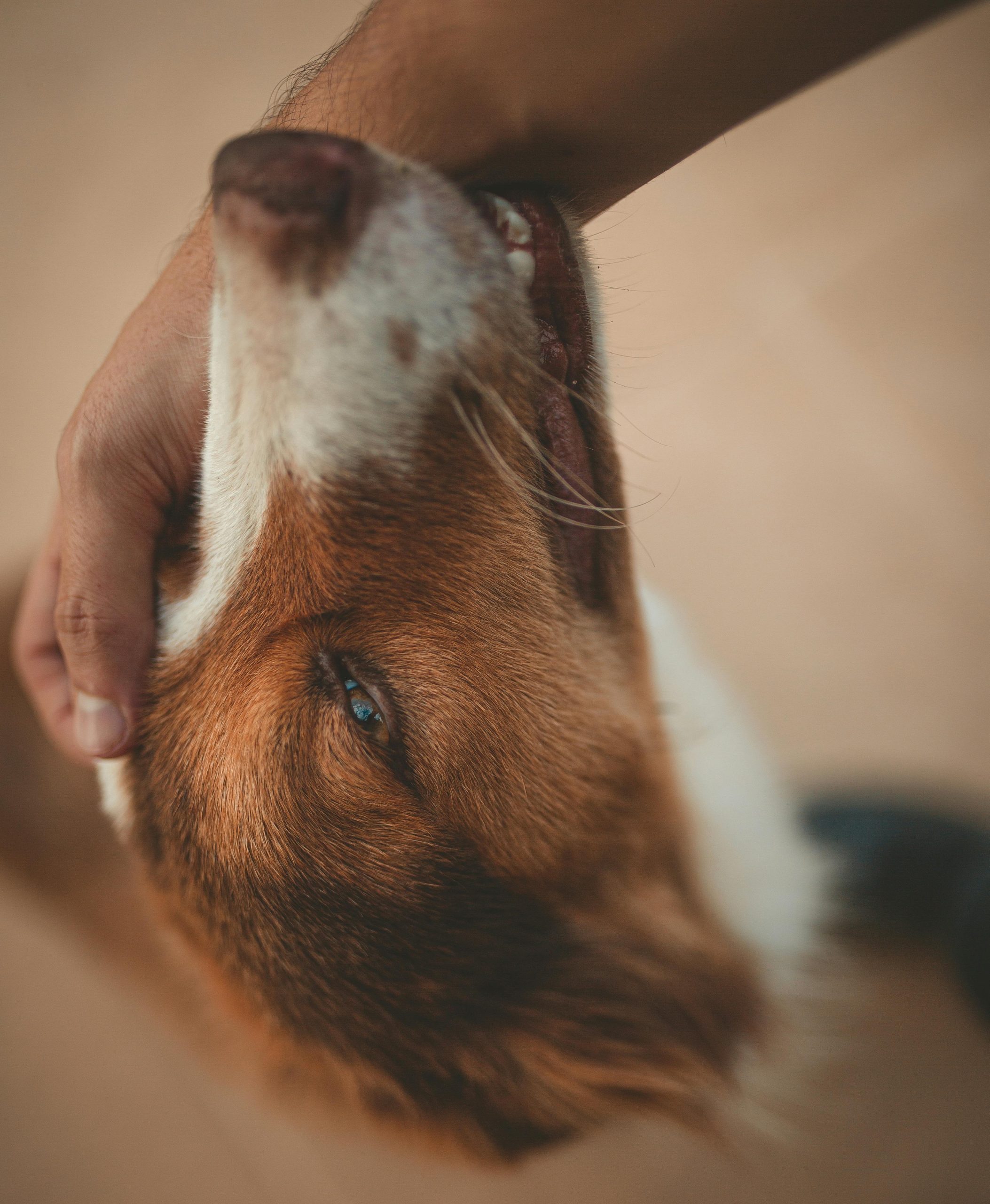 Person petting a dog